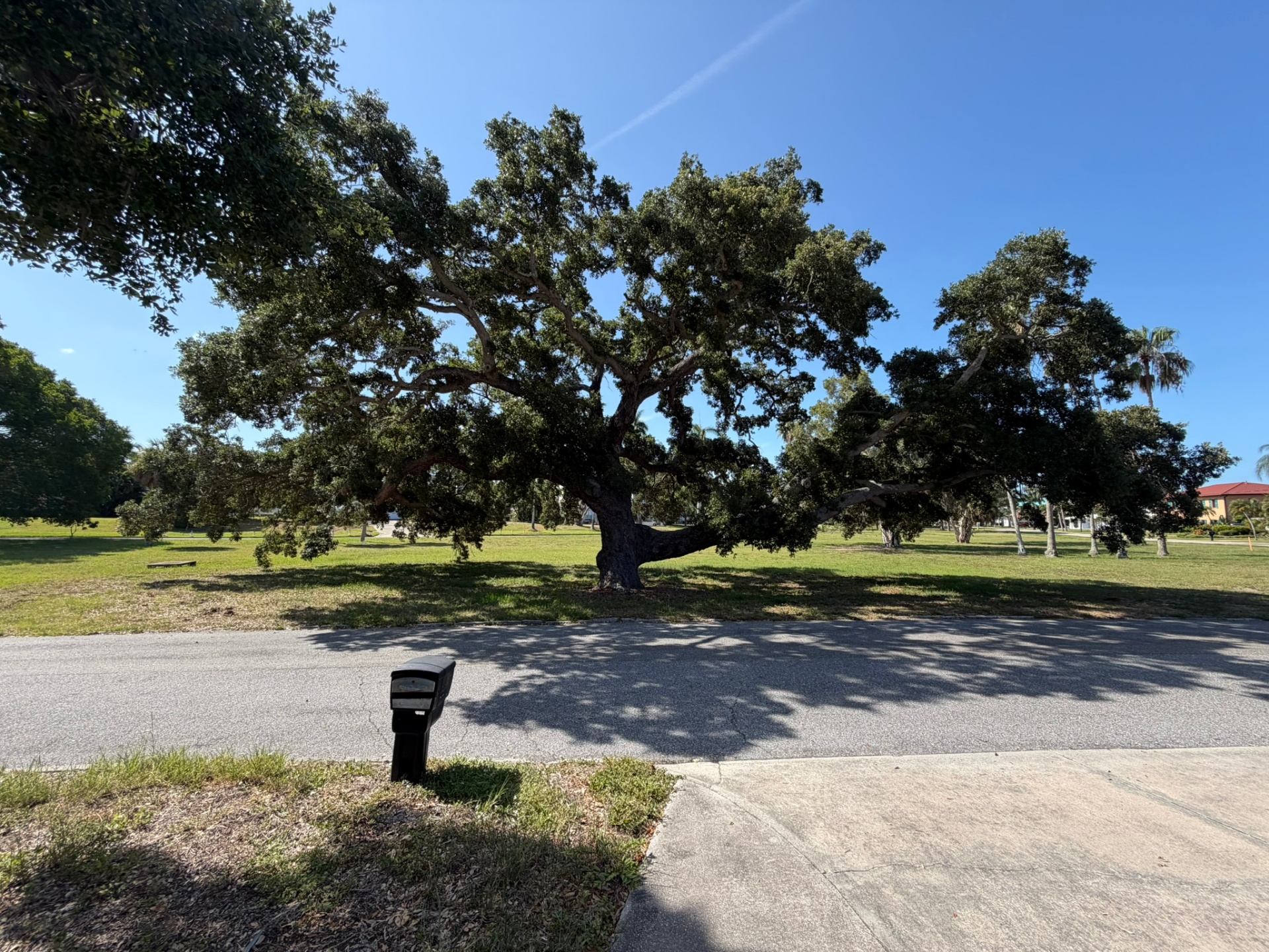 Neighborhood oak & open green space โ Palma Sola off-market listing photo 43